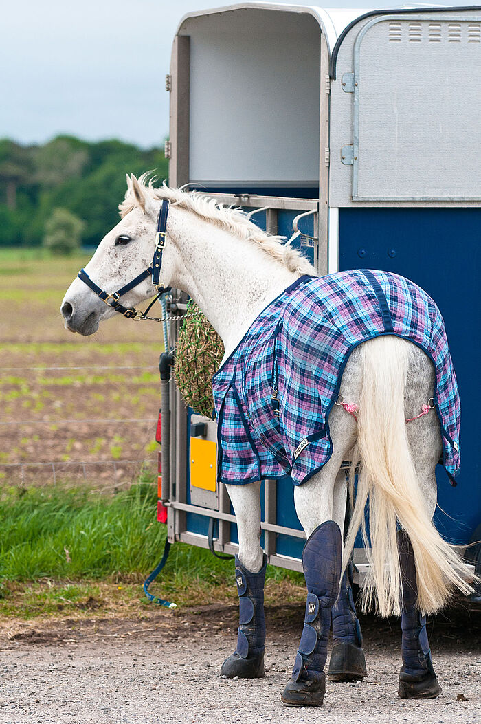 Ein Schimmel mit blauer Decke hinter einem Pferdeanhänger